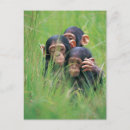 Search for chimpanzee postcards Nature