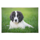 Search for landseer newfoundland Canine