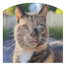 Search for cat gifts For pets