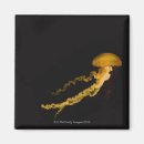 Search for jellyfish gifts Yellow