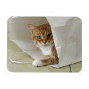Search for orange tabby cat gifts Kittens