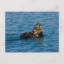 Search for otter postcards Nature