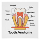 Search for anatomy posters Chart