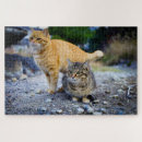 Search for tabby cat puzzles Ginger