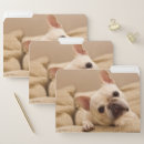 Search for french bulldog folders Puppy
