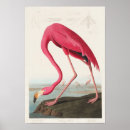 Search for vintage flamingo posters Bird