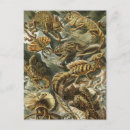 Search for iguana postcards Lizards