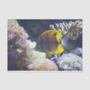 Search for saltwater fish crafts party Butterflyfish