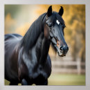 Search for friesian horse art Animal