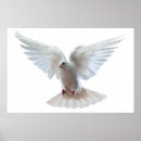 Search for white dove posters Flying