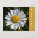 Search for happy birthday daisy flower postcards Floral