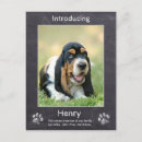 Search for new puppy announcement postcards Dogs