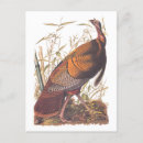 Search for audubon birds of america postcards John james audubon