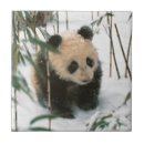 Search for bear tiles Baby