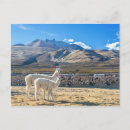 Search for bolivia postcards Llama
