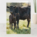 Search for black angus Calf
