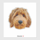 Search for golden doodle stickers Puppy