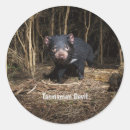 Search for tasmanian devil stickers Wildlife