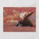 Search for denali alaska postcards Moose