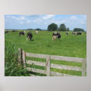 Search for holstein dairy cow posters Country
