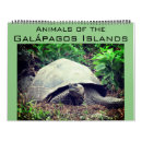 Search for tortoise calendars Ecuador