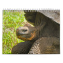 Search for tortoise calendars Ecuador
