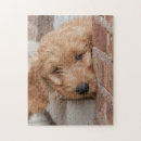 Search for goldendoodle puzzles Animal
