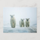 Search for animal postcards Polar bear