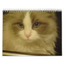 Search for countdown calendars Colorful