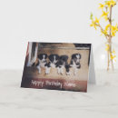 Search for border collie birthday cards Dog