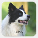 Search for collie stickers dogs