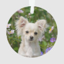 Search for long haired chihuahua ornaments Cute