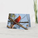 Search for for male get well cards Bird