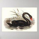 Search for swan posters Illustration