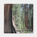 Search for redwood forest gifts California