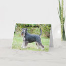 Search for schnauzer birthday cards Photography