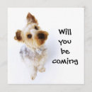 Search for yorkie puppies invitations Pet