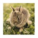 Search for bunny nursery decor Baby animals