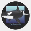 Search for orca stickers Marine biology