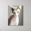 Search for sphynx cat art Sphinx