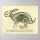 Search for vintage rabbit art Illustration