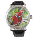 Search for bird watches Colorful
