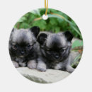 Search for long haired chihuahua ornaments Bob and pam langrish