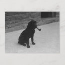 Search for smoking postcards Dog