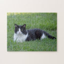Search for tuxedo cat puzzles Pretty
