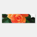 Search for orange bumper stickers Rose