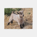 Search for goat fleece blankets Pygmy