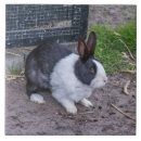 Search for dutch rabbit decor Animals