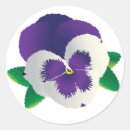 Search for pansy flower stickers Pansies
