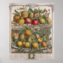 Search for fruit season chart Pear